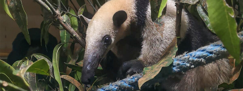 Anteater went back home