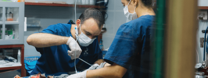 Antibiotic Resistance in Costa Rica’s Wildlife