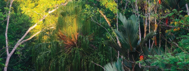 Preserving Primate Home: The Vital Role of Biological Corridors in Costa Rica's Monkey Conservation