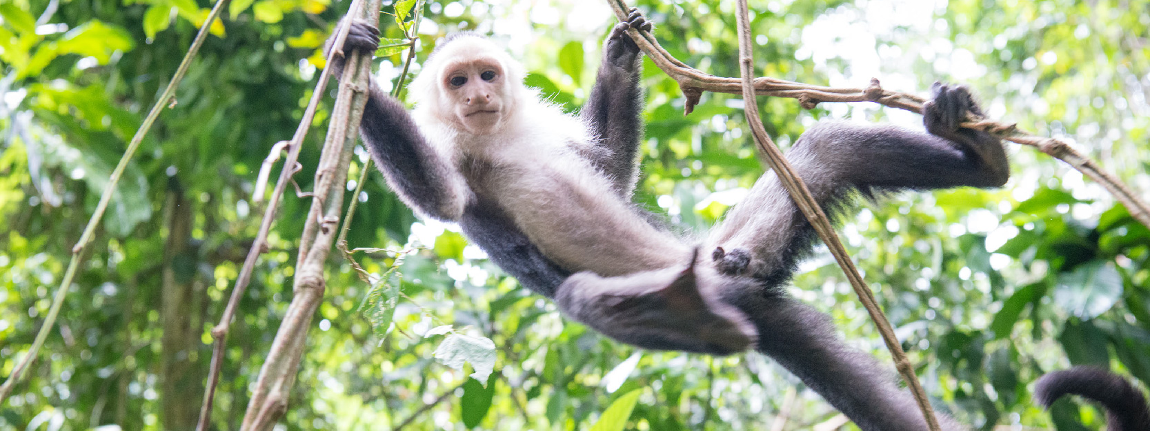 Our White-Faced Capuchin Monkeys are back in the trees!