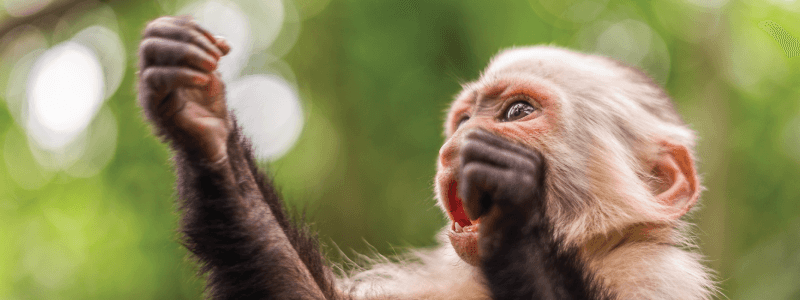 Insights from Recent Research on Communication in White-Faced Capuchin Monkeys