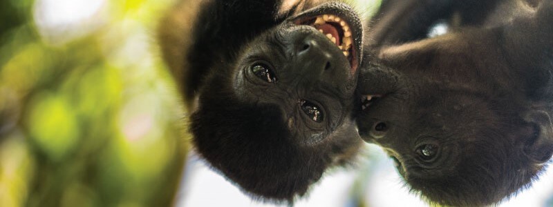 Competitive Interactions Among Costa Rican Monkey Species