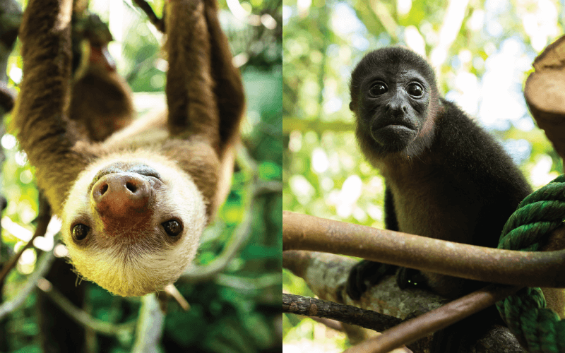 Costa Rican Wildfires Threaten Monkeys and Sloths