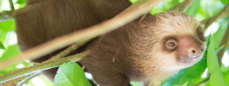 Decoding Sloth Behavior: Tree Descent Timelines