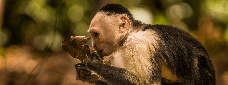 Discover the Ultimate White-Faced Monkey Diet: Top 10 Secrets Revealed!