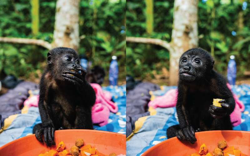 Dietary Flexibility of Howler Monkeys and Their Seasonal Change Adaptations