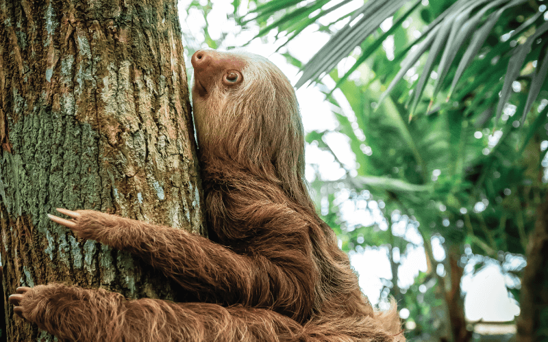 Does Sloths Support the Maintenance of Marine Ecosystems?