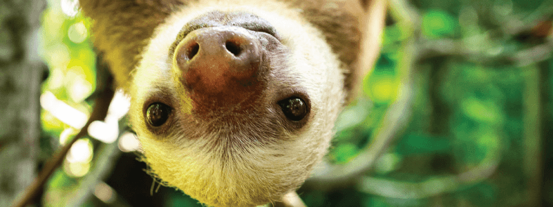 Ecotourism and its Impact on Sloth Populations: Balancing Conservation and Tourism