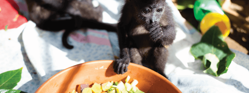 Exploring the link between howler monkey diet and habitat