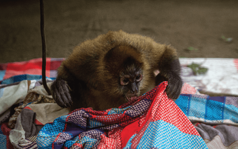 How Stress Affects Wild and Captive Monkeys
