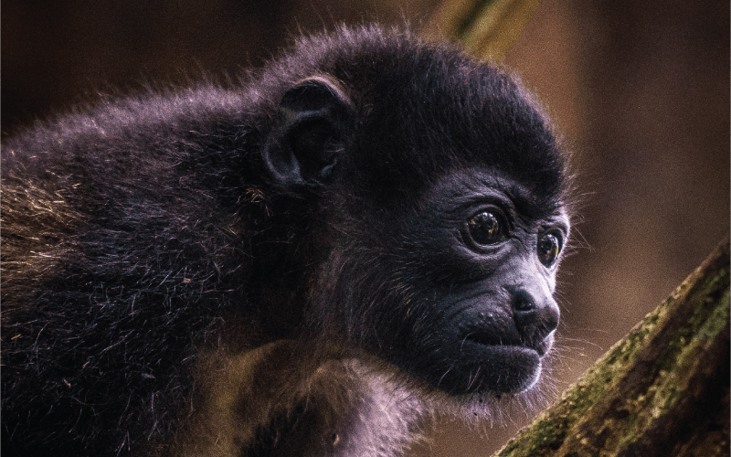 How Wildlife Trafficking Affects Monkeys in Costa Rica