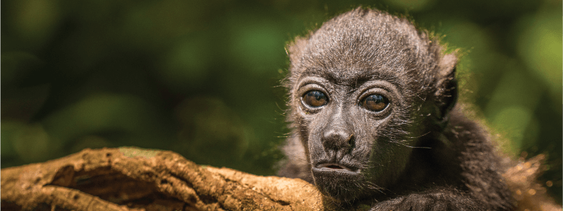 Howler Monkeys Unveiled Exploring the Rich Tapestry of Species and Subspecies
