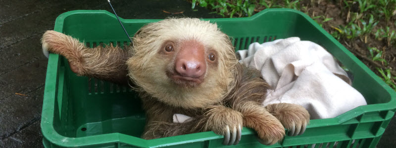 Sloth Collar Tracking – The way to a successful release