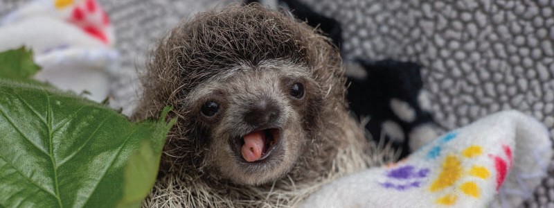 The Role of Sloths in Insect Population Regulation