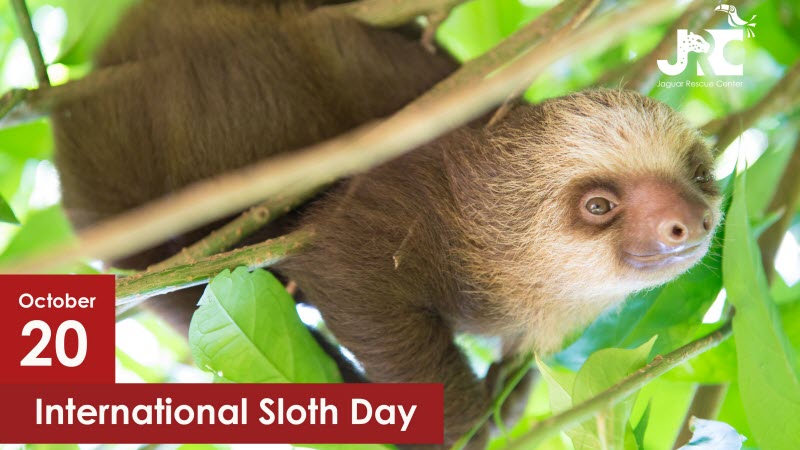 On International Sloth Day we released four two-toed sloths