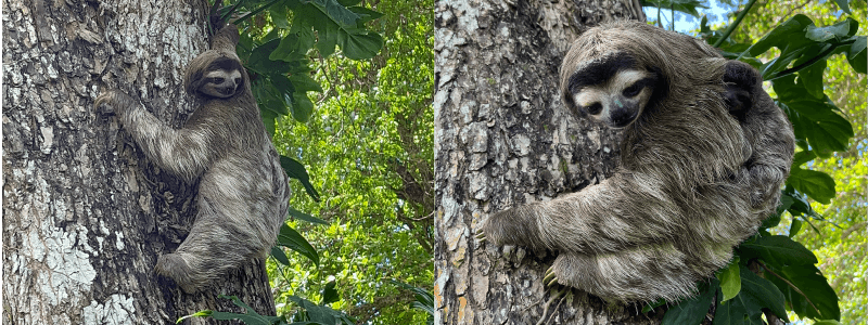 Mom and baby sloth reunited