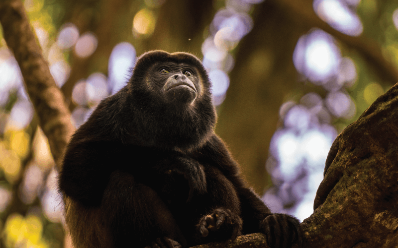 The Impact of Climate Change on Monkey Populations in Costa Rica