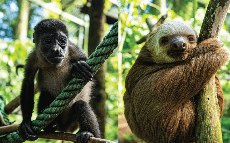 Incredible Adaptations: Monkey and Sloth Limbs