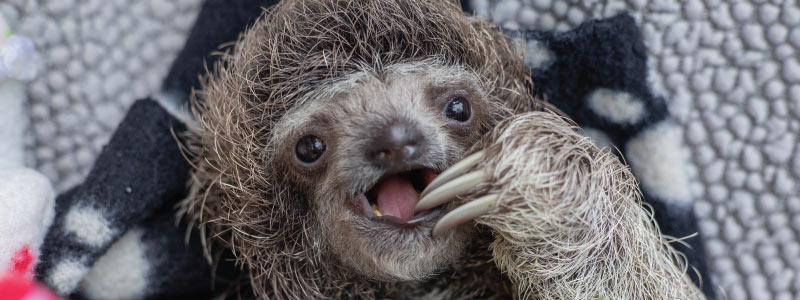 Unraveling the Mysteries of Two vs. Three Fingered Sloths