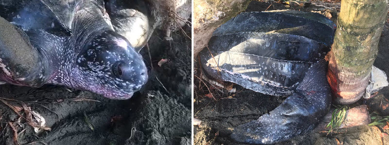 Leatherback sea turtle stuck at the beach encounters a happy ending!