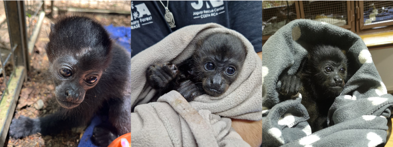 New Monkeys at the JRC