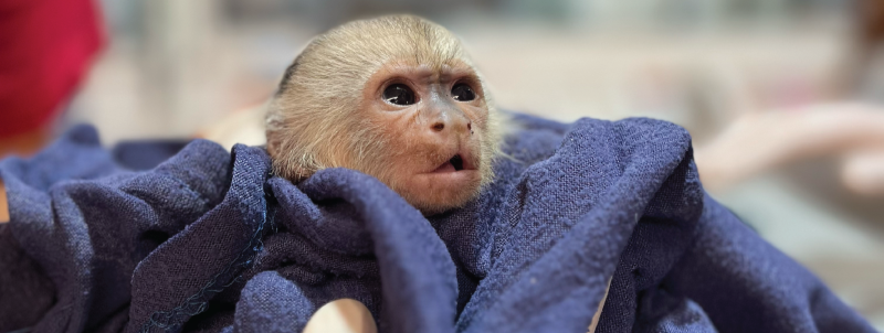 Orphaned Monkeys in Costa Rica: Victims of Electrocutions and Accidents