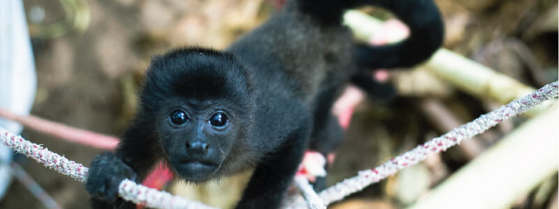 10 Compelling Reasons to Avoid a Pet Monkey: A Must-Read!