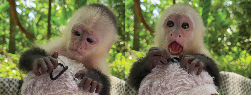 The Unspoken Risk of Virally Popular Instagram and TikTok Pet Monkey Videos