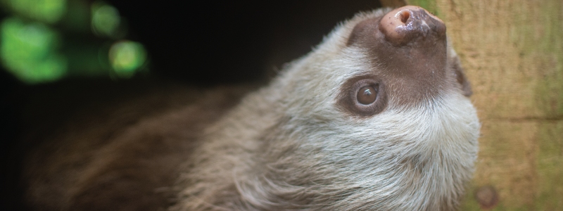 The Jaguar Rescue Center's Pilot Study on the Reproductive Physiology of Two-Toed Sloths
