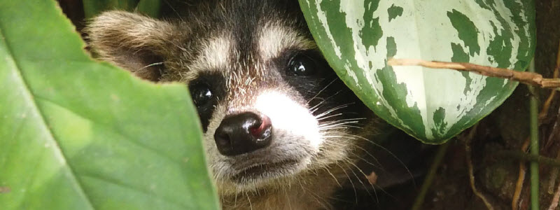What to do when you find baby raccoons and the mom isn’t near