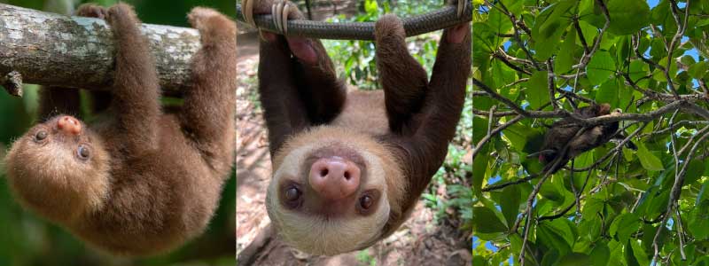 The release process of a sloth