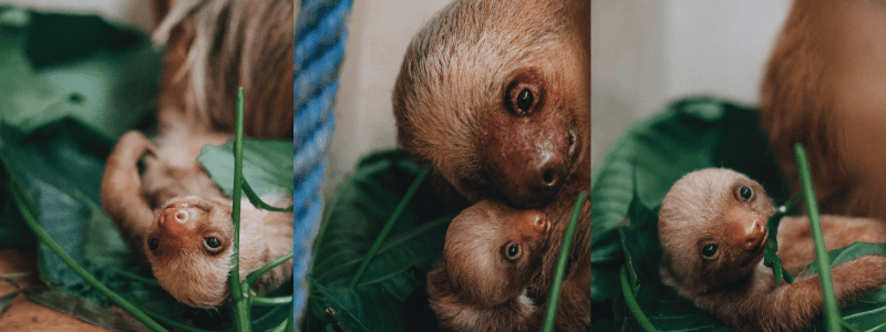 Enigmatic World of Sloth Reproduction: What We've Discovered So Far