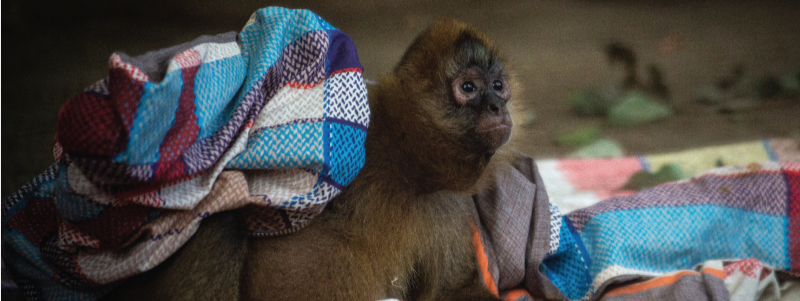 The Intriguing Reproductive Cycle of the Spider Monkey