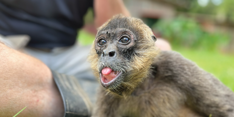 Saving Spider Monkeys in Costa Rica: A Look at Conservation Efforts