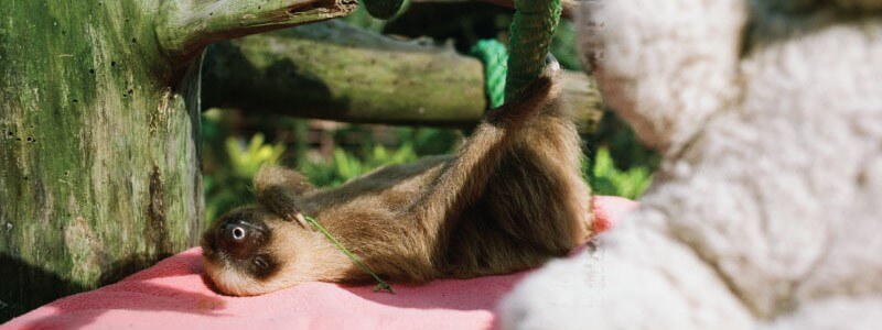 Sloth Activity and Ambient Temperature: A Weird Relationship
