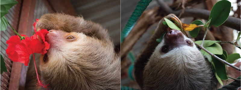 Sloths' Surprise Diet: Unravelling What Slow Eaters Truly Consume!