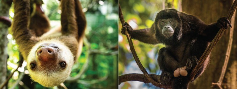 Sloth and Monkey Comparative Anatomy