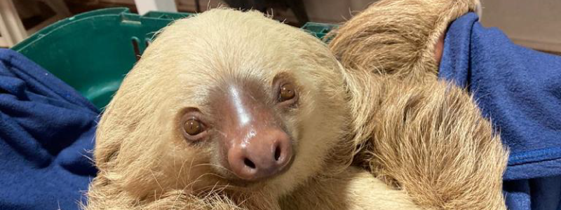 Animals are losing their habitat