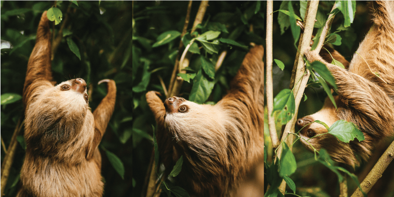 The Grounded Slumber: Sloth's Rare Descents