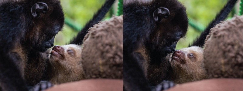 Sloths and Friends: How they Interact with other Species