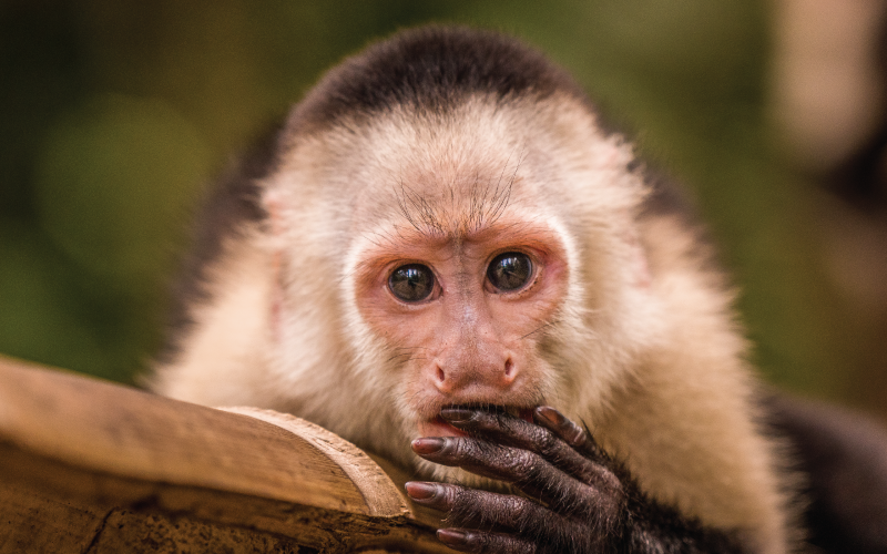 Social Intelligence of White-faced Capuchins and Their Behaviors in Aiming for Alliances