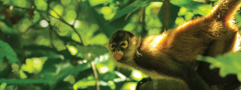 In Perilous Perch: The Enigmatic Spider Monkey’s Fight for Survival