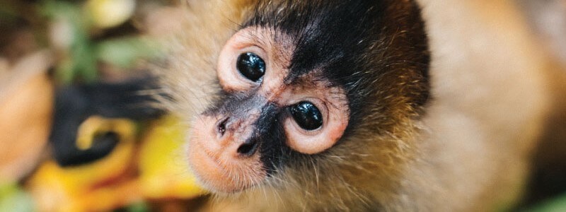 Sowing Seeds: The Crucial Role of Spider Monkeys in Seed Dispersal