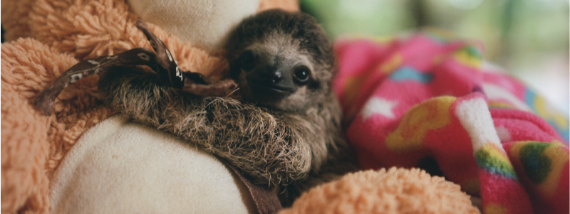 The Three-Toed Sloth: Status on the IUCN Red List