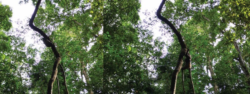 The Art of Camouflage: Strategies in Sloths