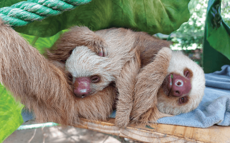 Legends and Lore: The Enigmatic World of Sloths Unveiled
