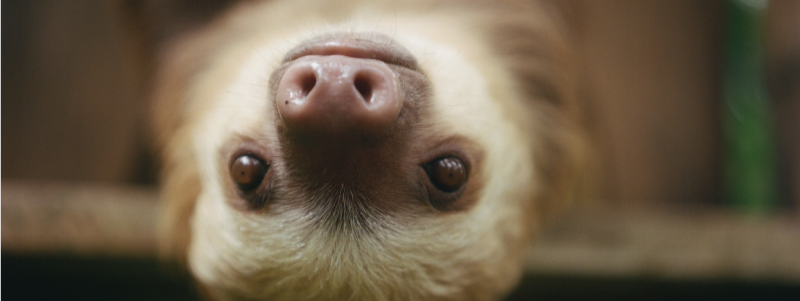 The Misunderstood Sloth: Why Not Raising Their Arms to Show Affection?