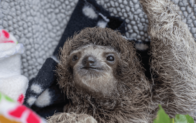 The Role of Sloth Fur in Their Survival