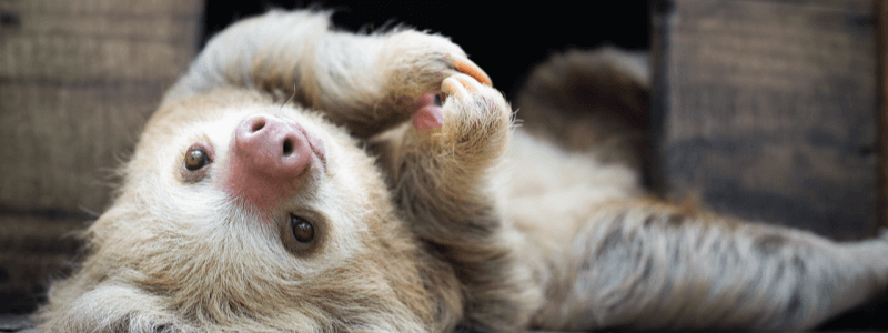 Sloth Communication: The Unbelievable Sounds of a Silent Species