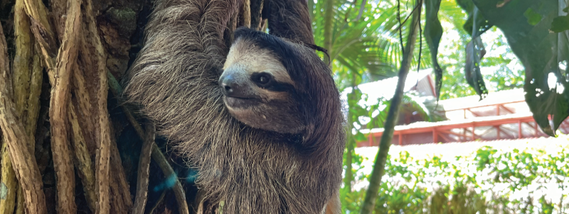 Are Sloths Really That Gentle? Their Hidden Aggressivity
